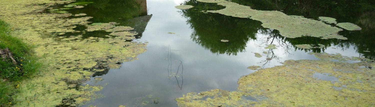 pond with blanket weed