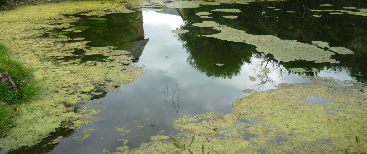 pond with blanket weed
